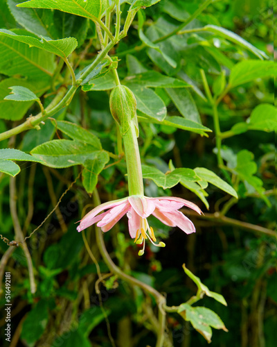 Banana passion fruit vine in flower, a weed species in Aotearoa / New Zealand. photo