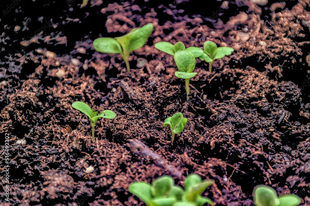 Leaf lettuce seedlings growing in peat moss.