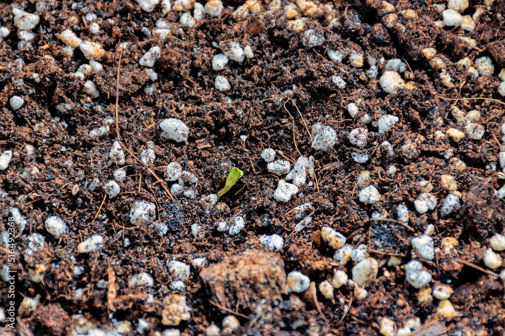 A marijuana seedling breaking through the ground in early morning.