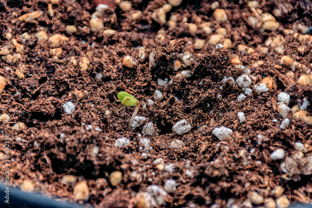 A marijuana seedling breaking through the ground.