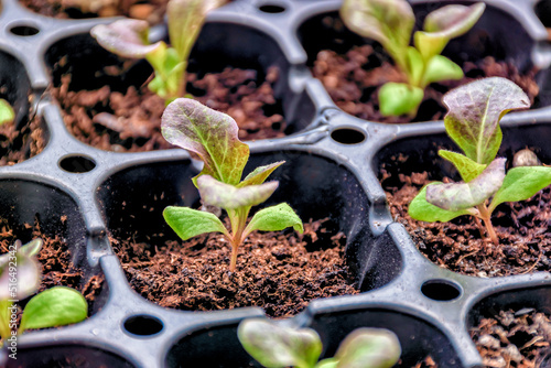 Red leaf lettuce in a plant tray.