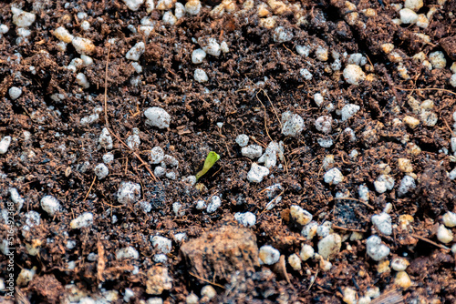 Obraz na płótnie A marijuana seedling breaking through the ground in early morning. w salonie
