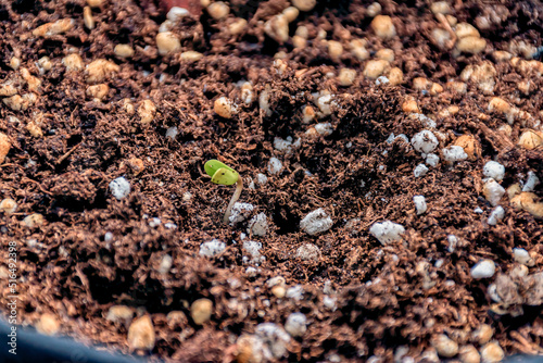 Obraz na płótnie A marijuana seedling breaking through the ground. w salonie