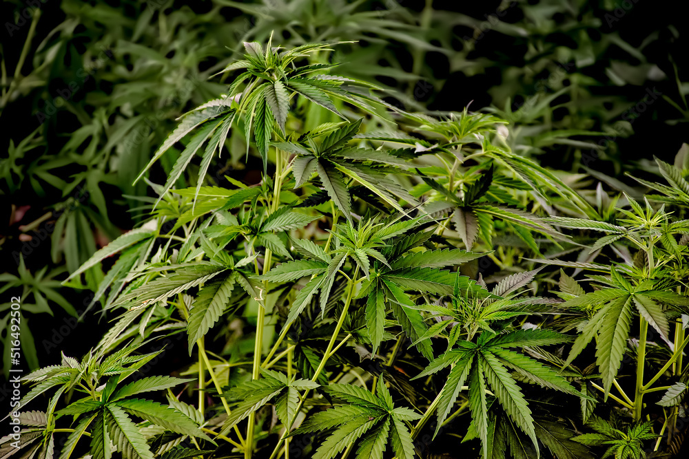 Thai Stick Cannabis Sativa Marijuana Plant