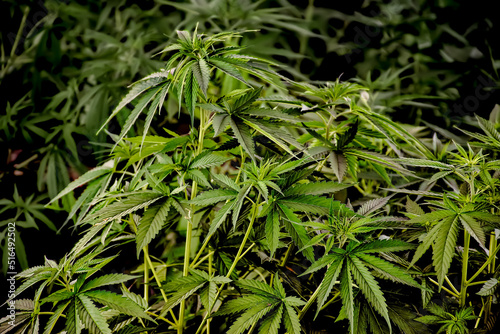 Obraz na płótnie Thai Stick Cannabis Sativa Marijuana Plant w salonie