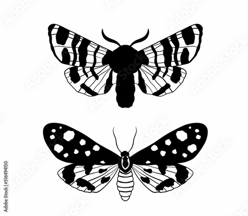 Graphic black Butterfly isolated on white background. Vector monochrome illustration moth insect
