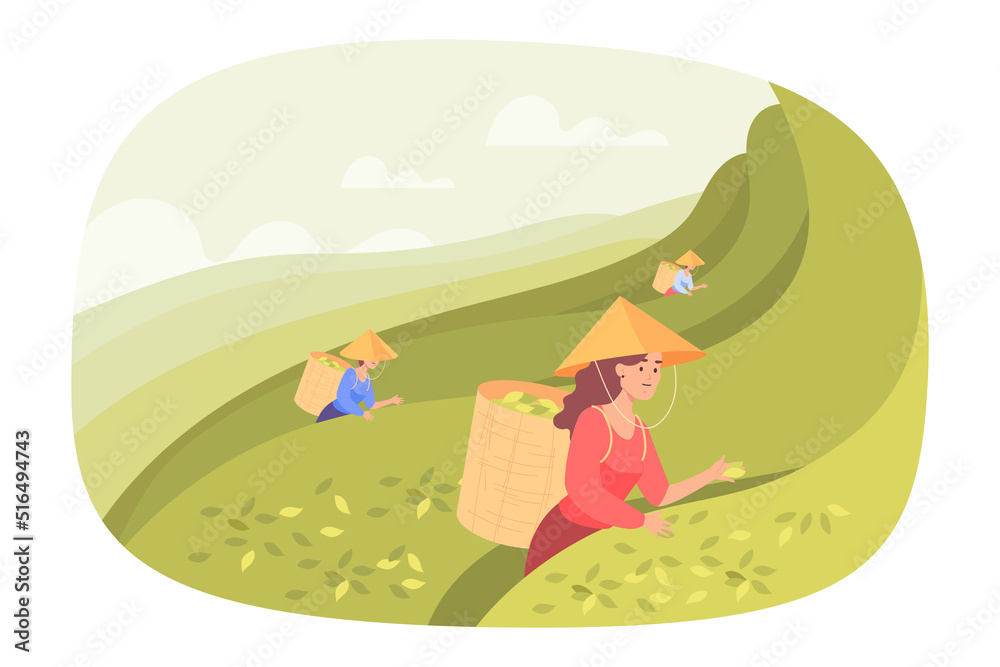 Asian farmers picking tea leaves on plantation mountains. Landscape with green hills or fields, tea gathering or production scene flat vector illustration. Agriculture, farming concept for banner