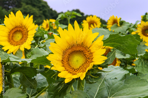                                                       Helianthus   Sunflower                           