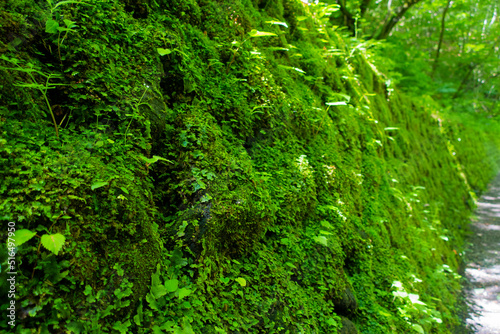 美しい緑の苔むす石垣