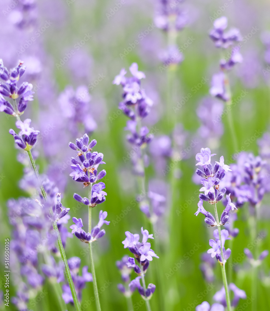 Background from violet lavender in the garden Background from violet lavender in the garden