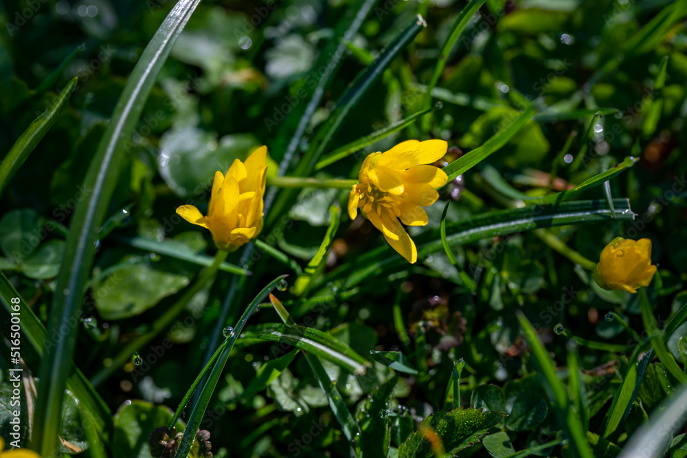 Ficaria verna flower growing in meadow Ficaria verna flower growing in meadow