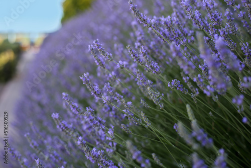 Lavender field. Lavender flowers. Lavender bush  selective focus