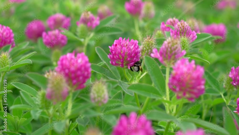 Close up - Bumblebee collects nectar from pink flowers. Macro footage. Concept of insect. Slowmotion. Close up - Bumblebee collects nectar from pink flowers. Macro footage. Concept of insect. Slowmotion.