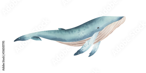 Watercolor blue whale isolated on transparent background.
