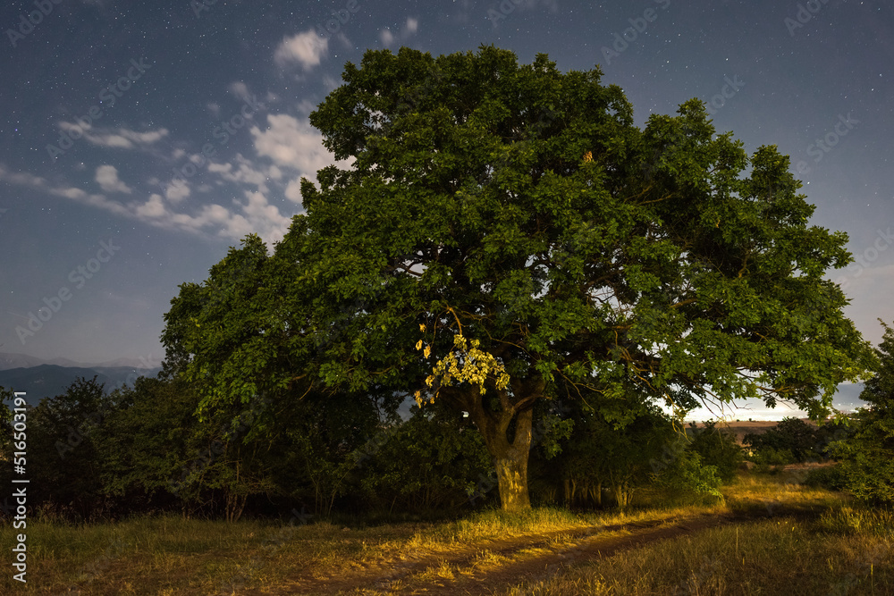 Old oak tree at night