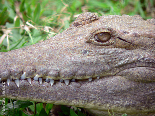 A close up of a crocodile on the grass with his teeth showing