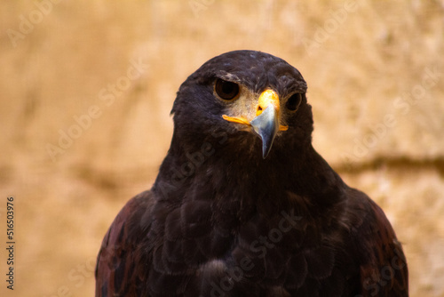 A close-up of a Maltese hawk tilting its head to the side with a limestone background