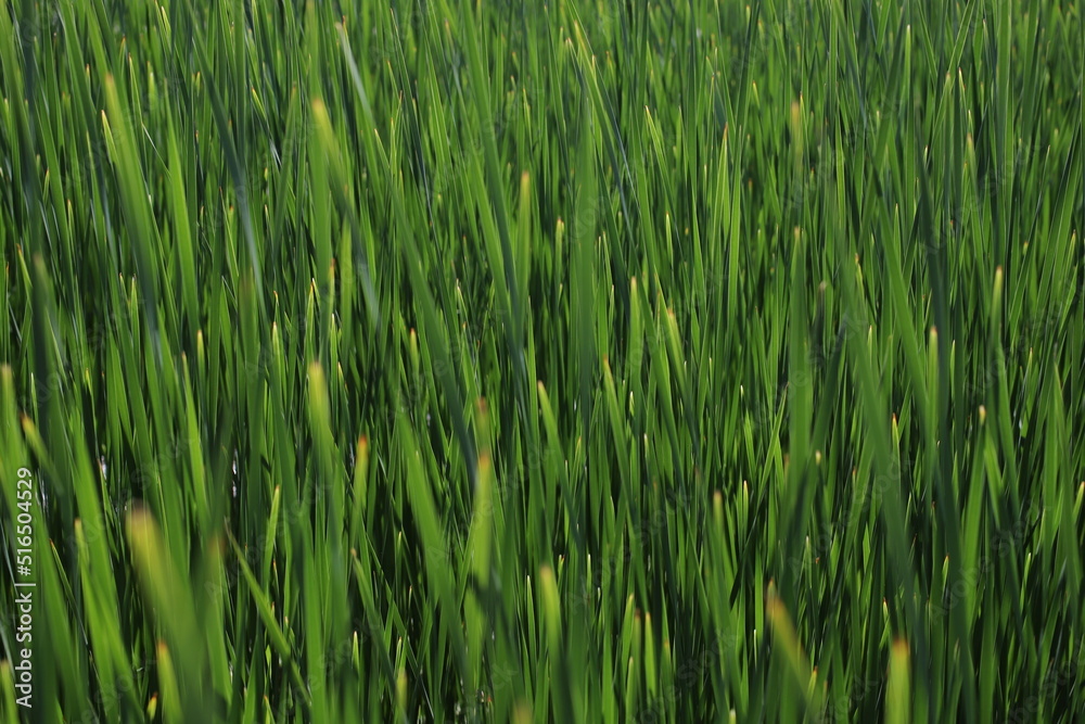 natural green background of thick reed leaves natural green background of thick reed leaves