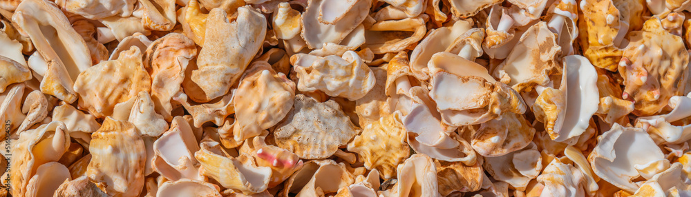 Seashell background, a lots of seashells at the beach, Cape Verde, panorama Seashell background, a lots of seashells at the beach, Cape Verde, panorama