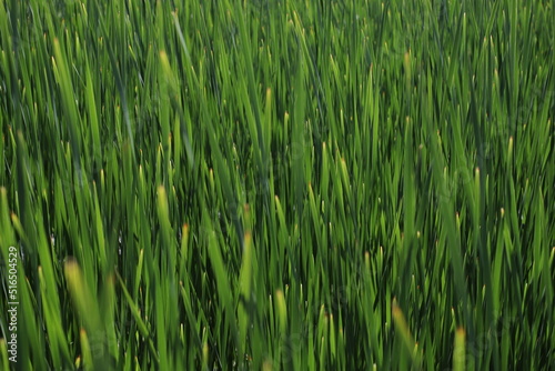 natural green background of thick reed leaves