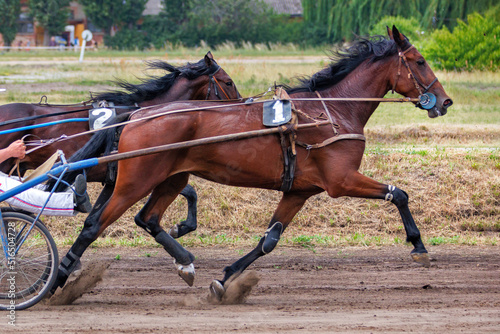 The running of beautiful and graceful horses harnessed to chariots. © Sergii