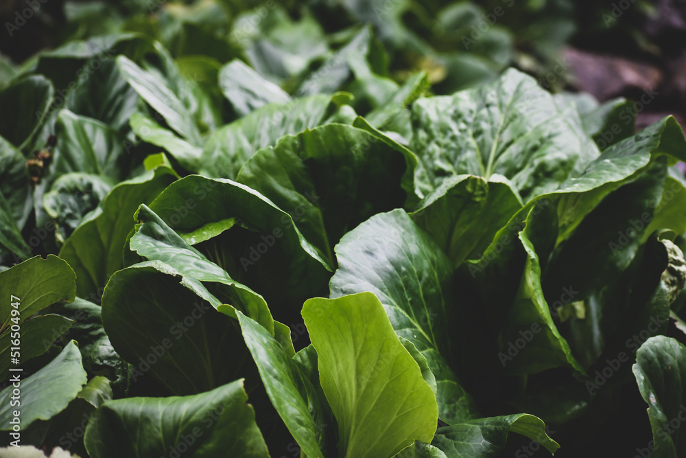 hojas verdes comestibles de lechugas y acelgas en la industria de la