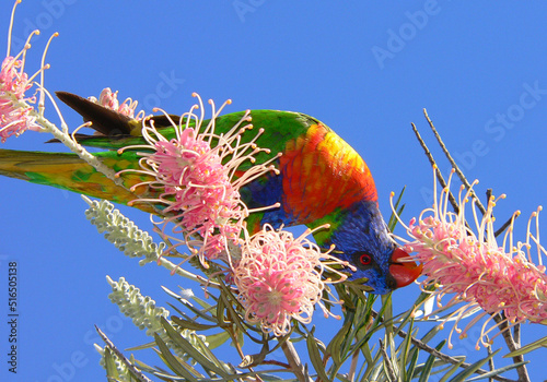 A rainbow lorikeet bird eating grevillea flowers photo