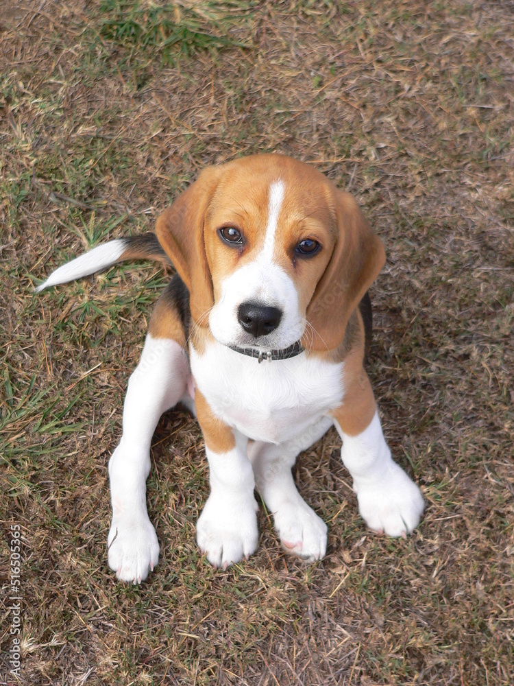 A beagle dog sitting on the grass