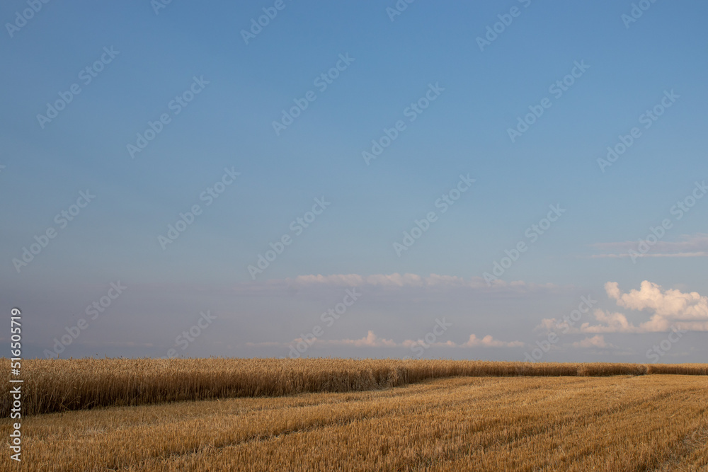Golden wheat field and blue sky with clouds. Corn ears in setting sunlight. Part of the field with harvested crops. Wheat stubble. Golden hour Harvesting concept.
