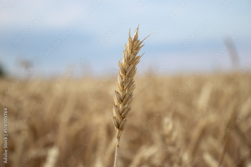 Close up of wheat ear on blurred golden wheat field. Ears of ripe yellow wheat against blue sky. Wheat in the wind. Golden our. Copy space. Summer landscape.
