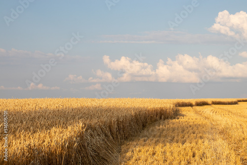 Golden wheat field and blue sky with clouds. Corn ears in setting sunlight. Part of the field with harvested crops. Wheat stubble. Golden hour Harvesting concept.
