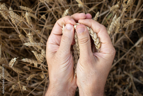 Farmer hands holding wheat. Male hand holding ripe golden wheat ears on blurred wheat field background. Close up, top view. Harvesting concept