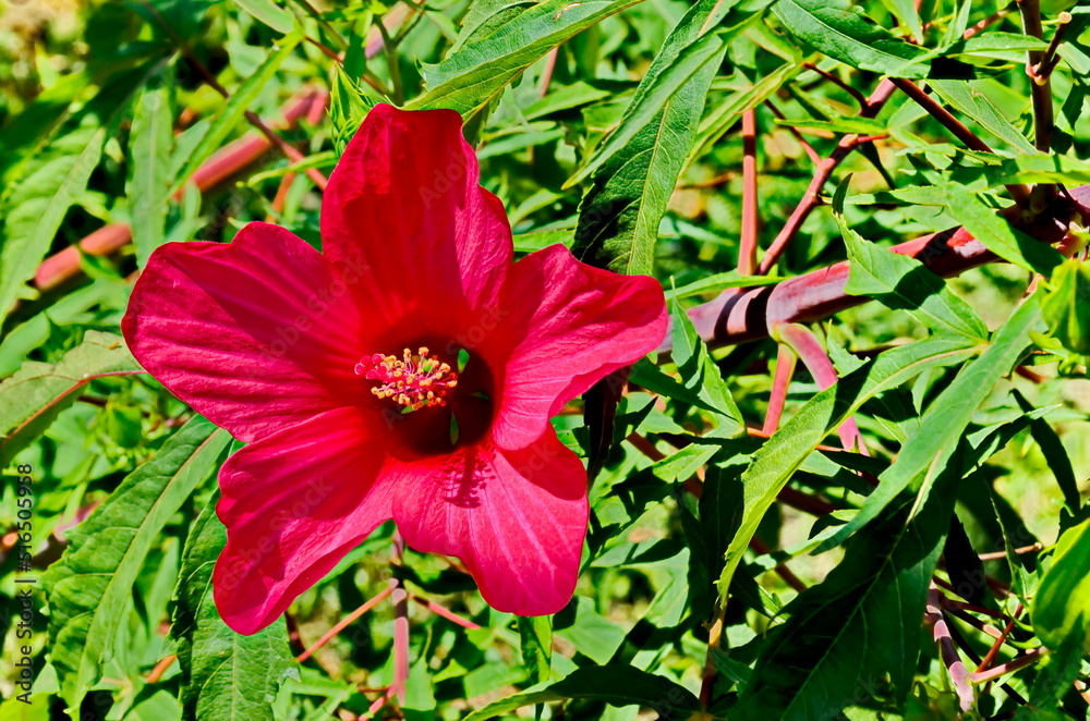 Close-up of single sweet red flowers of hibiscus or rosa sinensis, blooming on branches with green leaves, Sofia, Bulgaria  