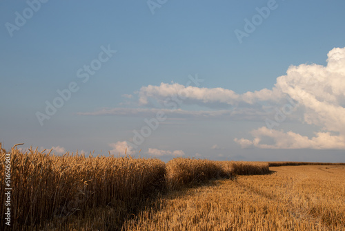 Golden wheat field and blue sky with clouds. Corn ears in setting sunlight. Part of the field with harvested crops. Wheat stubble. Golden hour Harvesting concept. Summer landscape 
