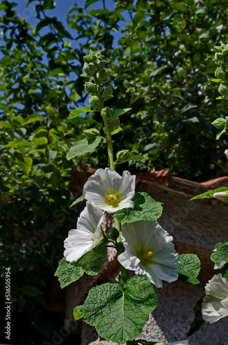 Macro beautiful Alcea rosea, White Malva or Hollyhock flower in the manastery garden, Sofia, Bulgaria  photo