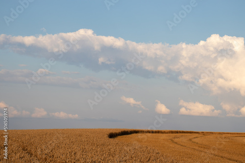 Golden wheat field and blue sky with clouds. Corn ears in setting sunlight. Part of the field with harvested crops. Wheat stubble. Golden hour Harvesting concept. 