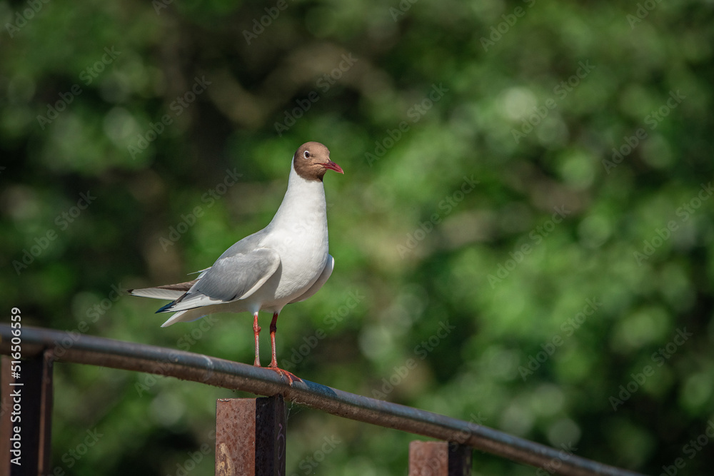 Obraz premium A wild seagull sits on the metal railing of the bridge.