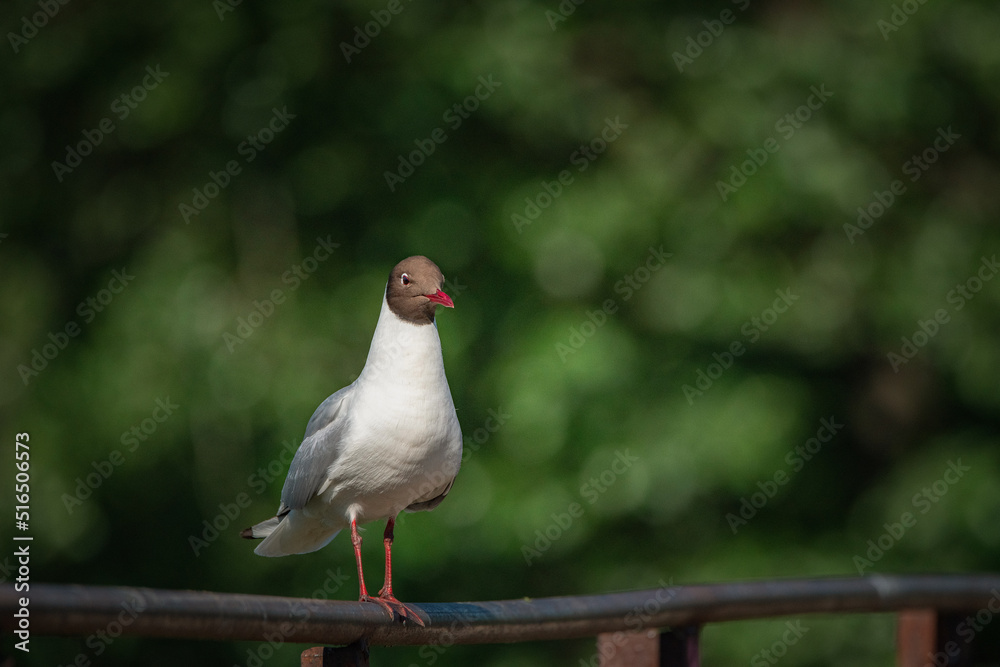 Fototapeta premium A wild seagull sits on the metal railing of the bridge.