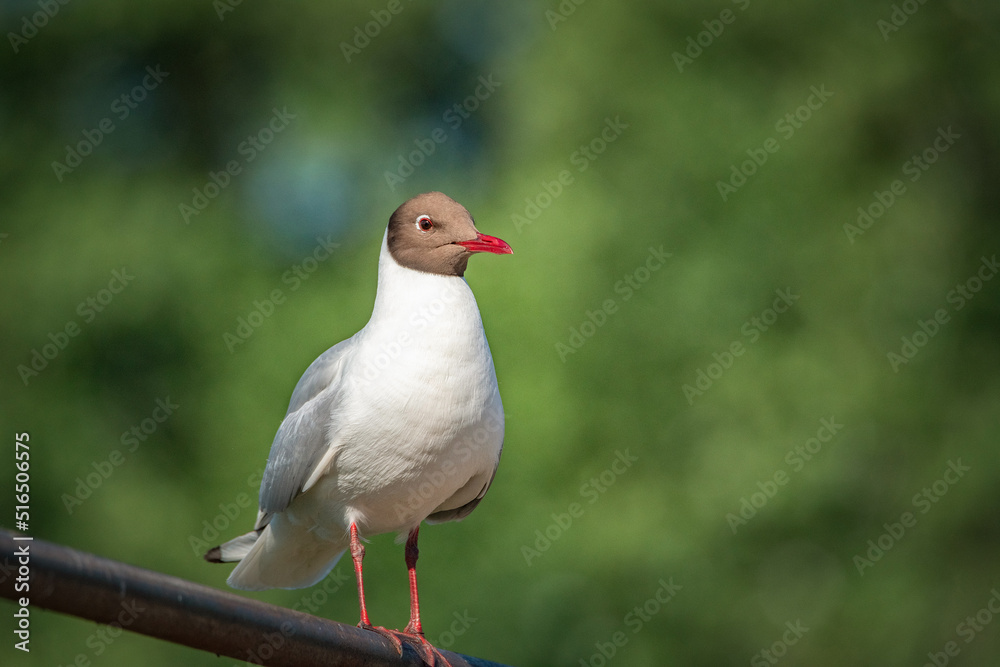 A wild seagull sits on the metal railing of the bridge. A wild seagull sits on the metal railing of the bridge.