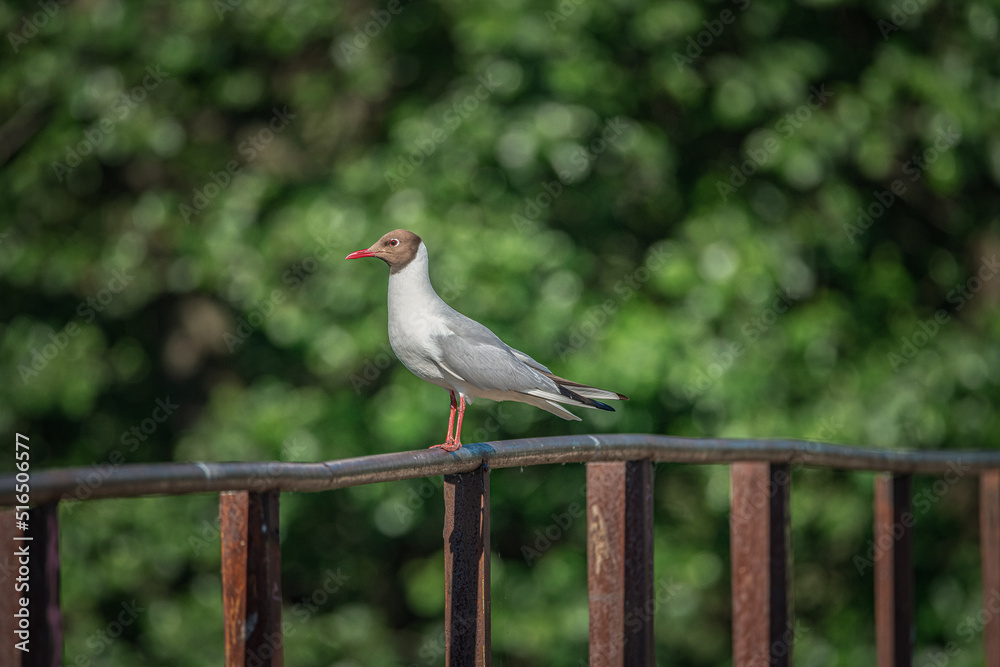 Obraz premium A wild seagull sits on the metal railing of the bridge.