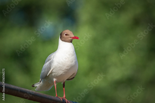 A wild seagull sits on the metal railing of the bridge. © shymar27