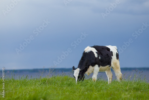 A young bull is eating green grass in a pasture. Unfocused background.