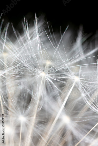 Fluffy dandelions as an abstract background.