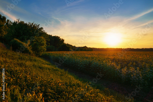sunset in sunflower field and forest, beautiful landscape, nature in summer and bright sun