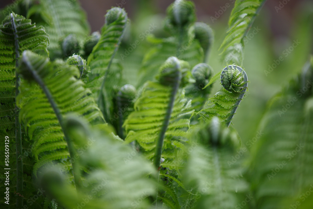 Fototapeta premium Fern. Rolled leaves of a young fern bush in the forest in spring