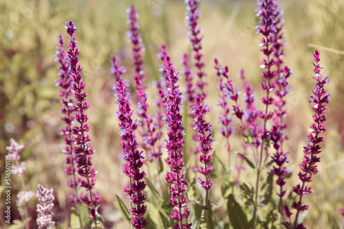 Salvia nemorosa. Sage. Purple flowers of Balkan clary. A medicinal herbaceous plant of woodland sage or wild sage