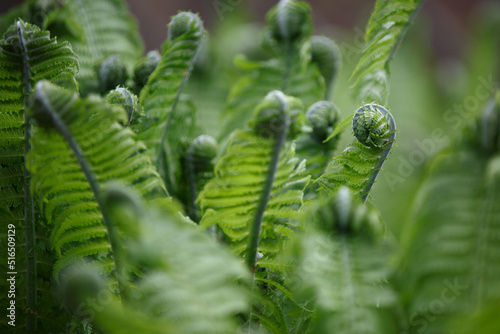Fern. Rolled leaves of a young fern bush in the forest in spring photo