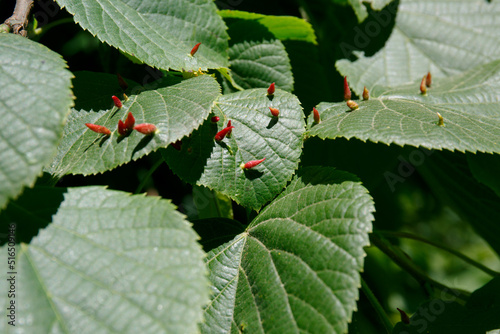 Mature nail galls on a lime leaf. Eriophyes tiliae. Mite that forms the lime nail gall or bugle gall photo