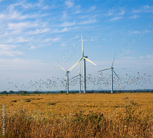Flock of birds flying under the turbines of Little Cheyne Court wind farm on Romney Marsh on the East Sussex Kent border south east England UK photo
