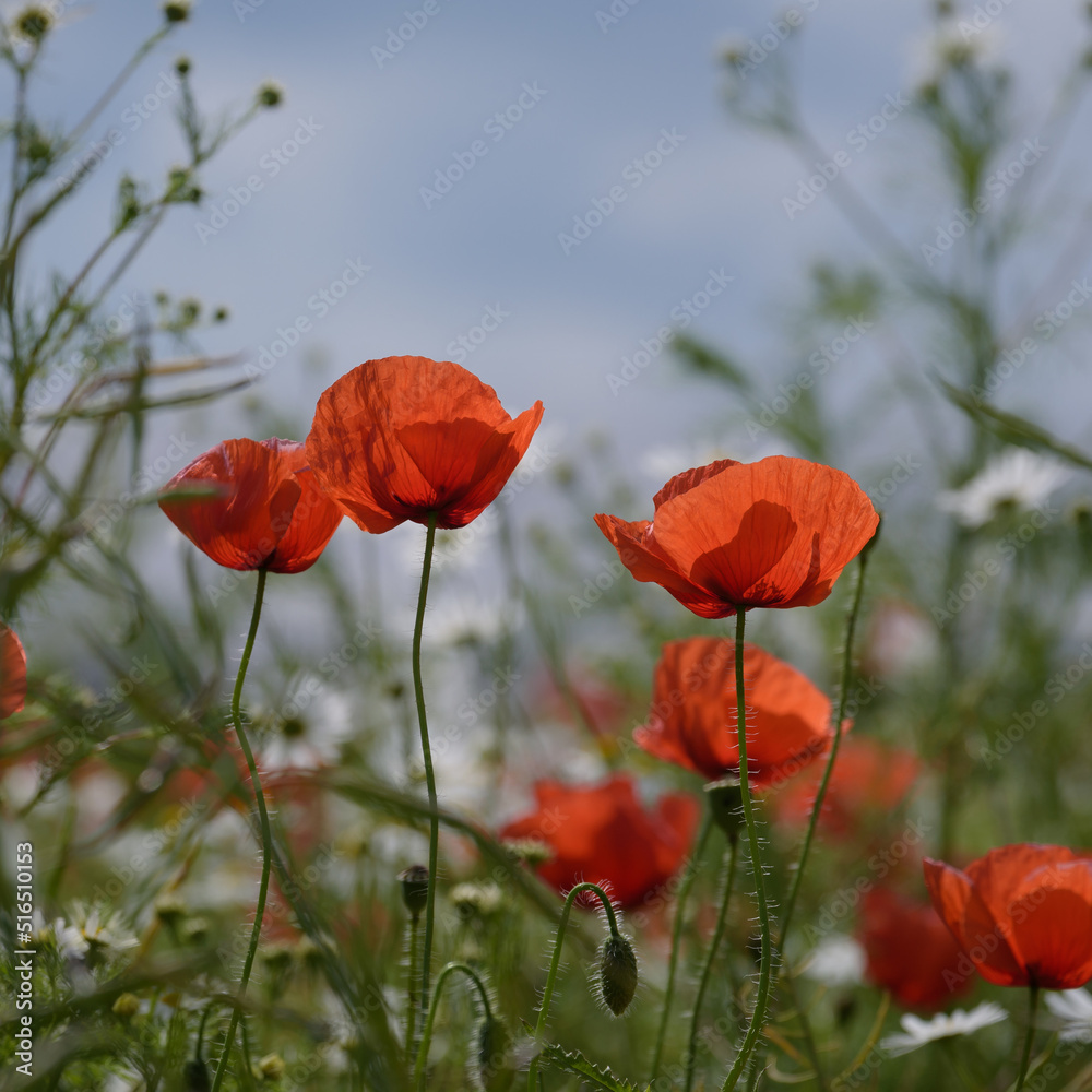Naklejka premium SUMMER LANDSCAPE - Blooming red poppy on a background of the blue sky and trees